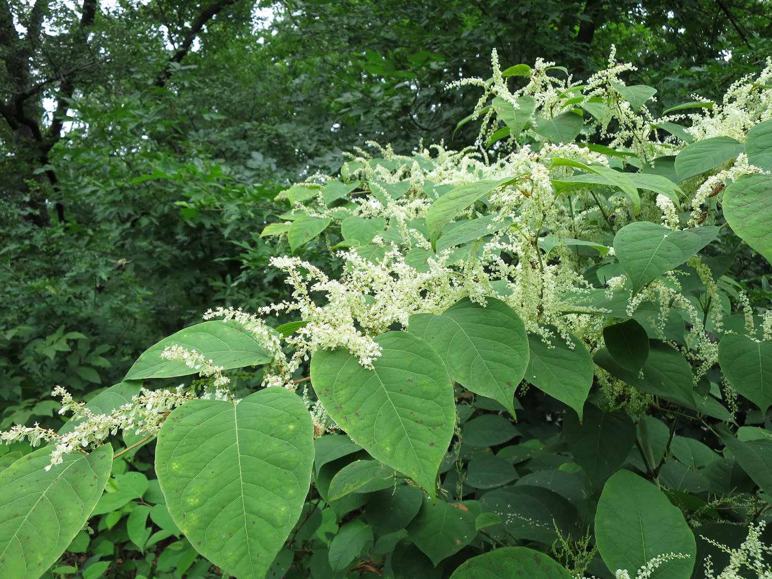 Japanese knotweed flowers in early September. Many parts of the Japanese Knotweed plant can be used in creating medicinial tinctures.